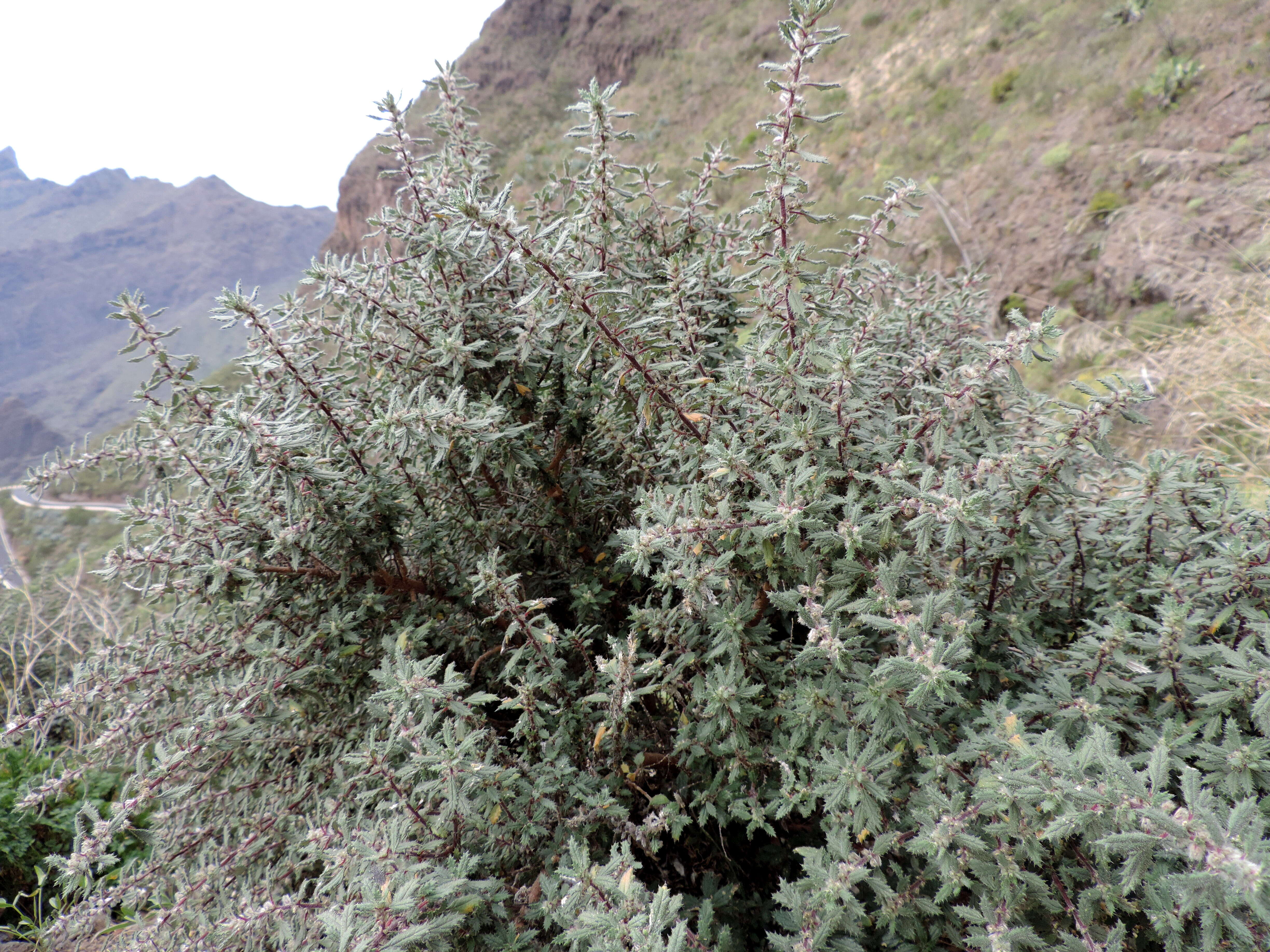 Image de Forsskaolea angustifolia Retz.