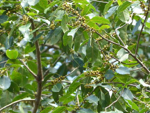 Ficus talbotii King的圖片