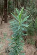 Image of Flax-Leaved Daphne