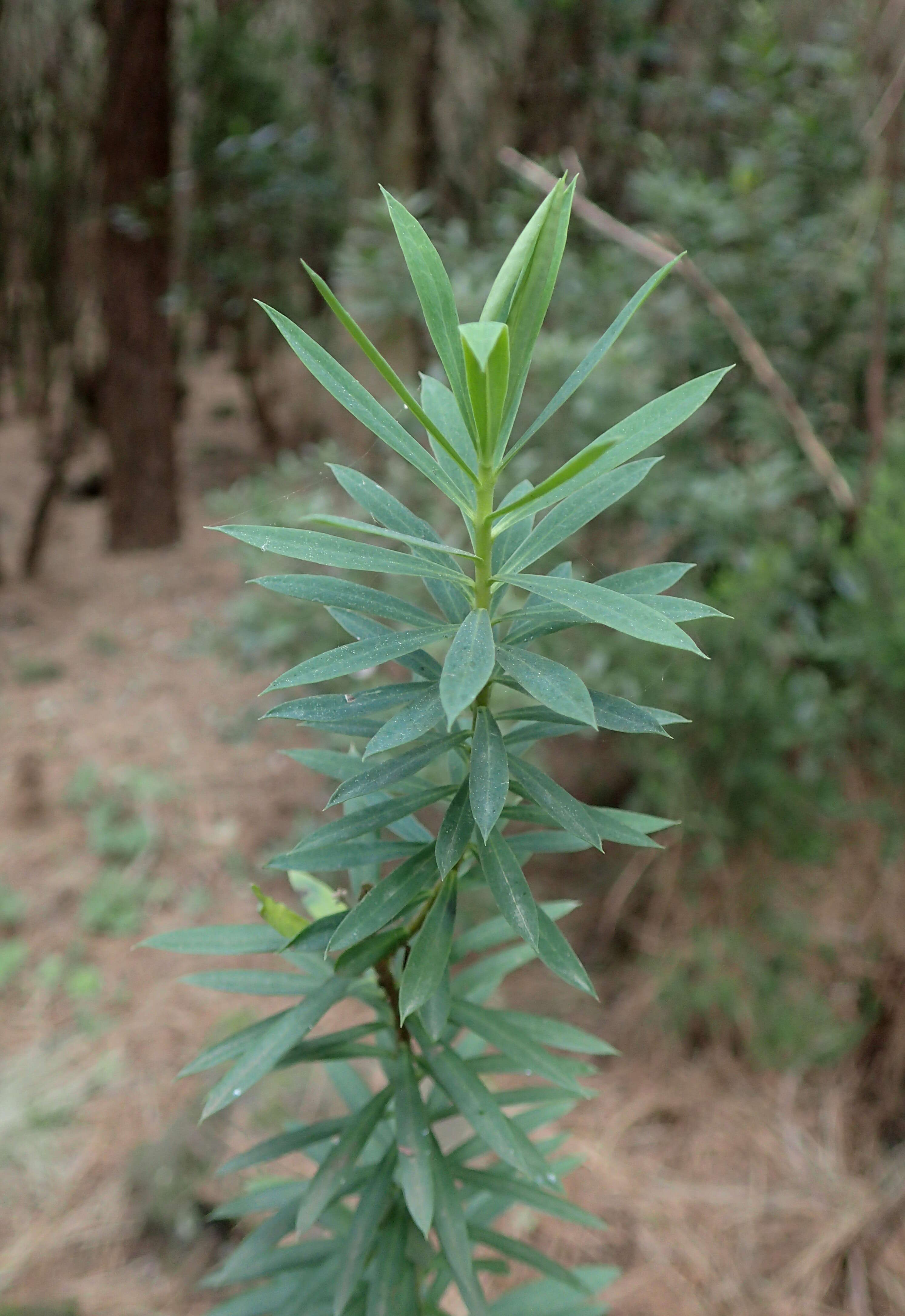 Image of Flax-Leaved Daphne