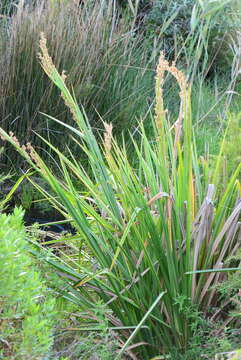 Image of Carpha glomerata Nees