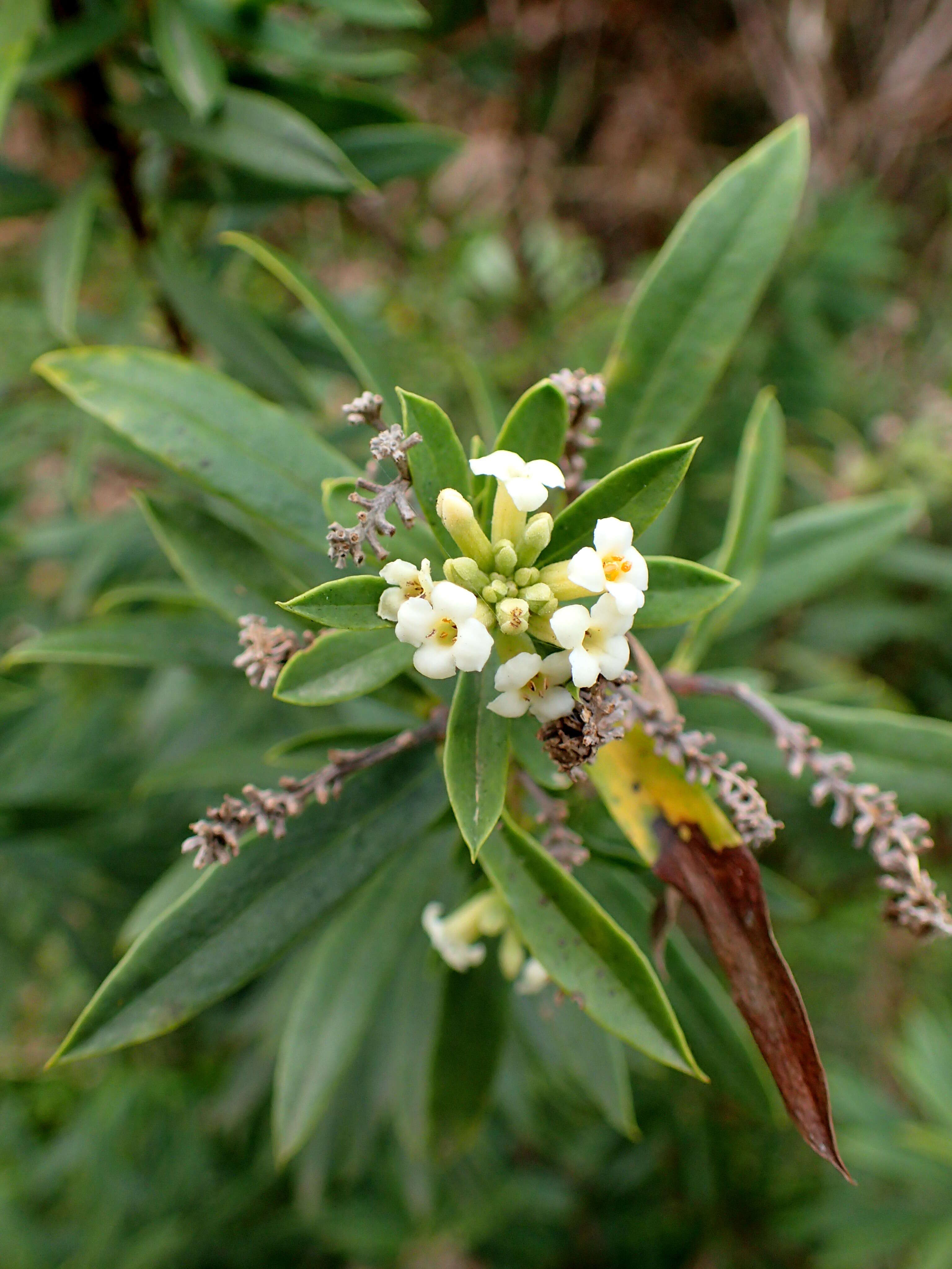 Image of Flax-Leaved Daphne