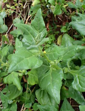 Image of New Zealand spinach