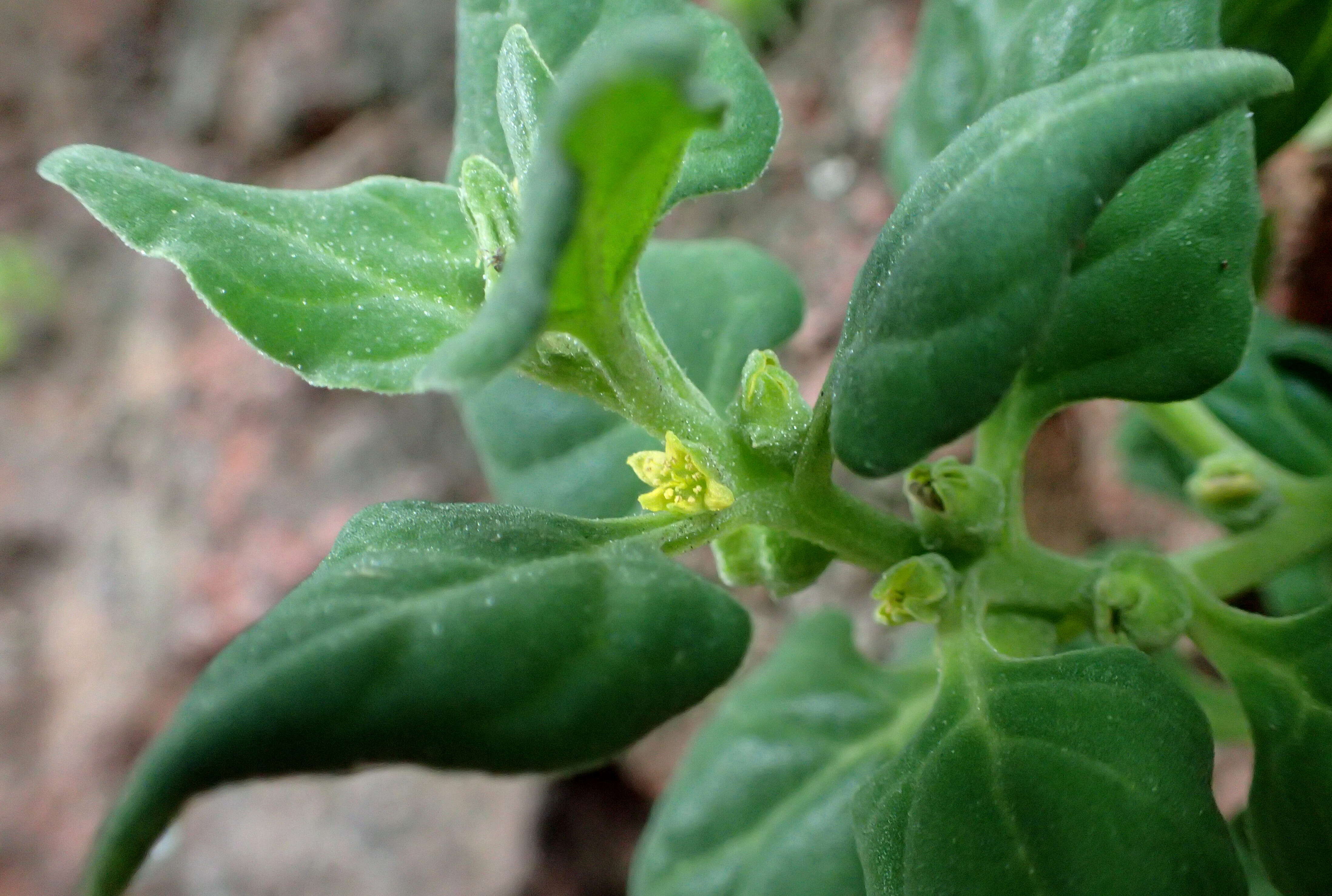 Image of New Zealand spinach