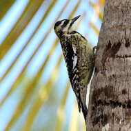 Image of Sapsucker