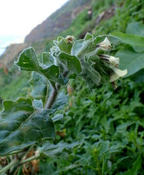 Image of black henbane