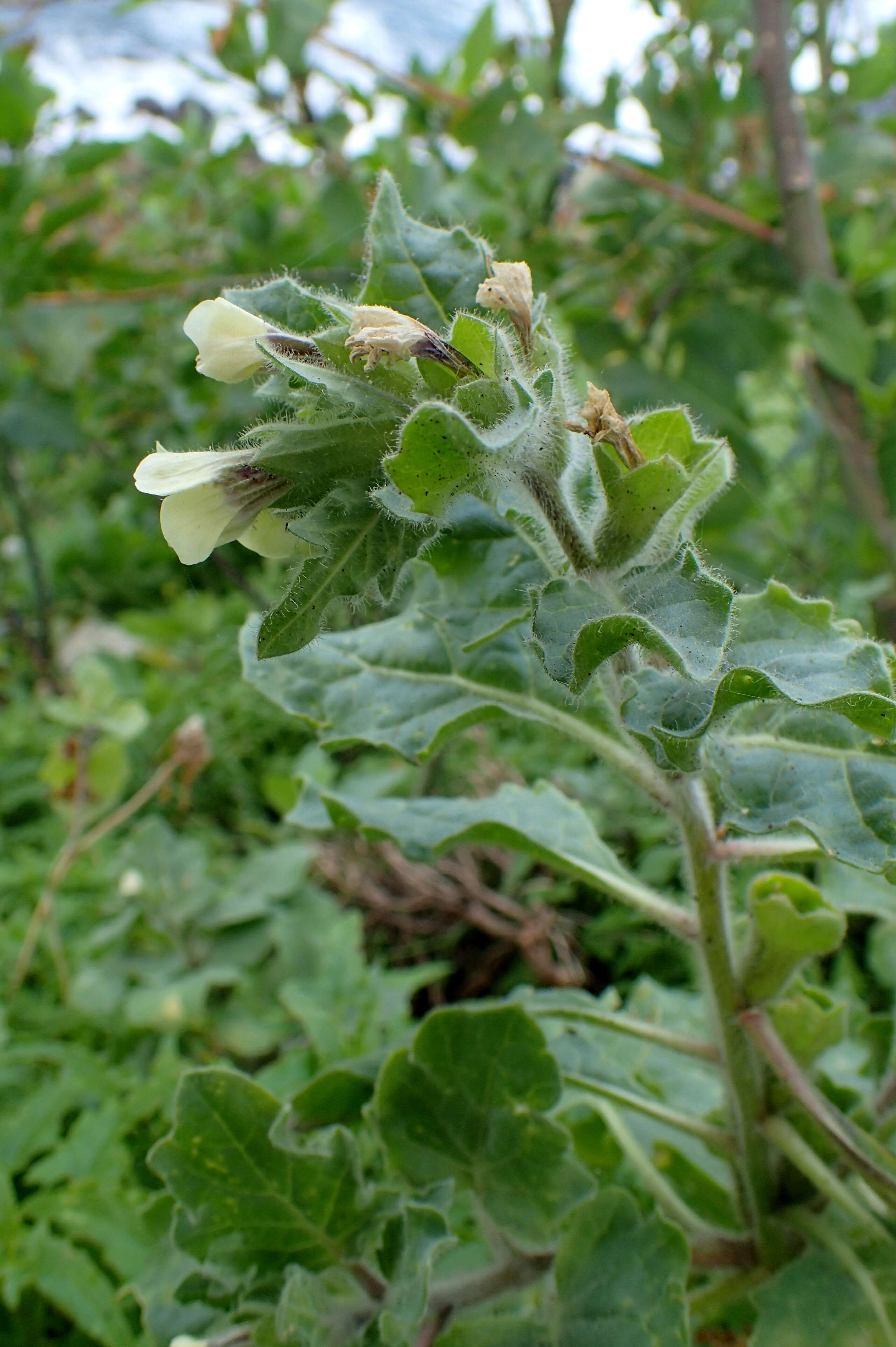 Image of black henbane