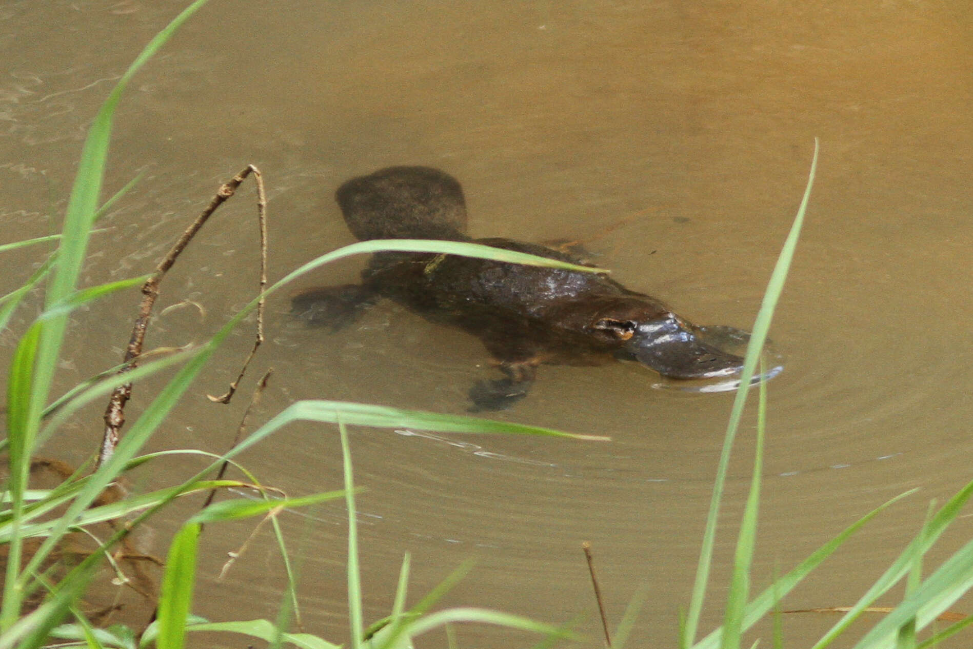 Image of platypus