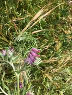 Imagem de Vicia benghalensis L.