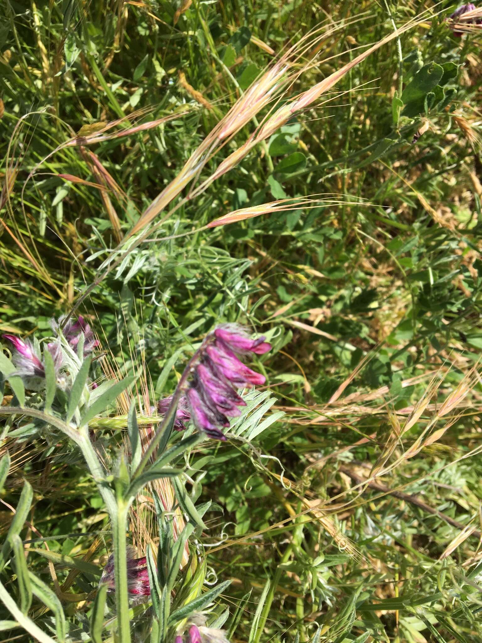 Imagem de Vicia benghalensis L.