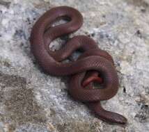 Image of Sharp-tailed Snake