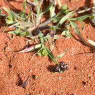 Image of buttongrass