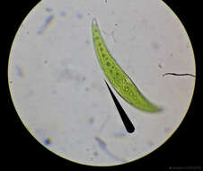 Image of Closterium moniliferum