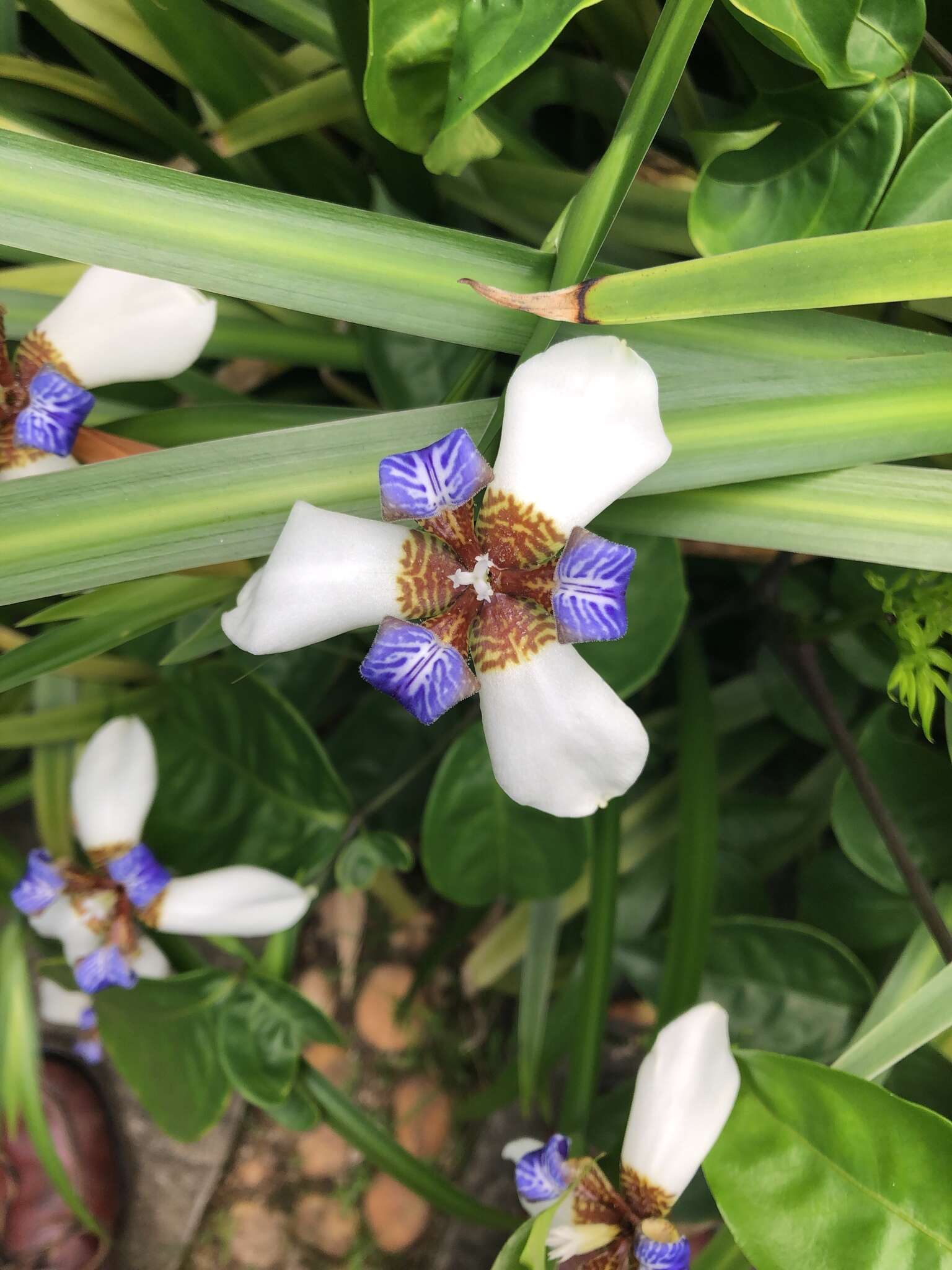 Imagem de Trimezia gracilis