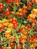 Image of Monkey Flower