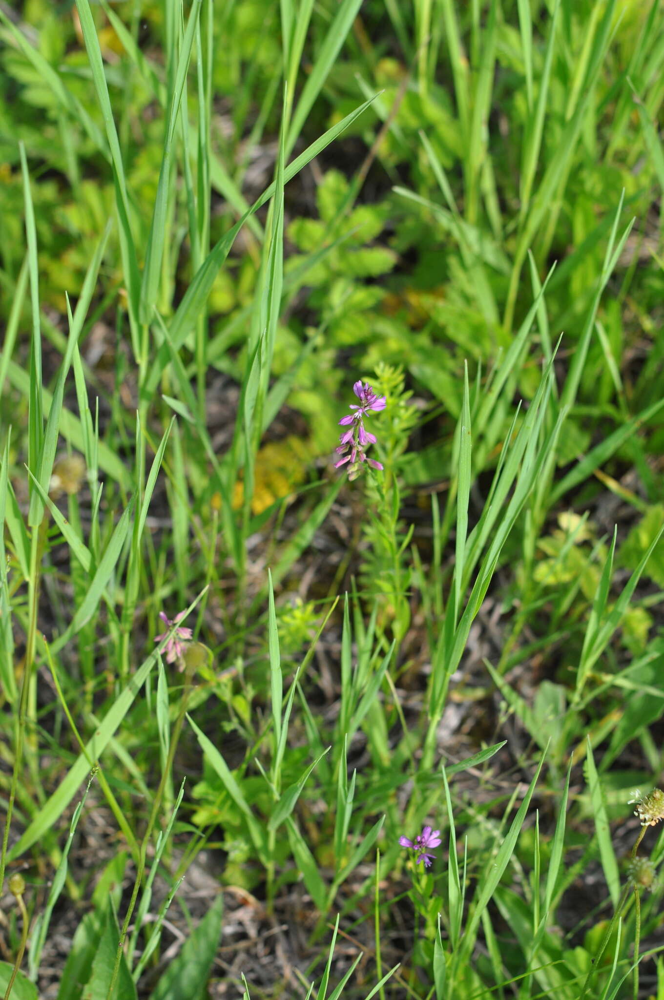 Image of tufted milkwort