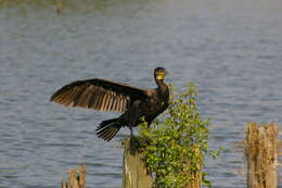 Image of Black Shag