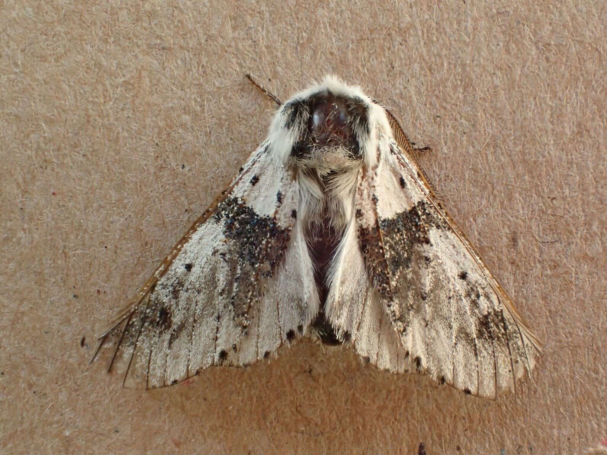 Image of Poplar Kitten