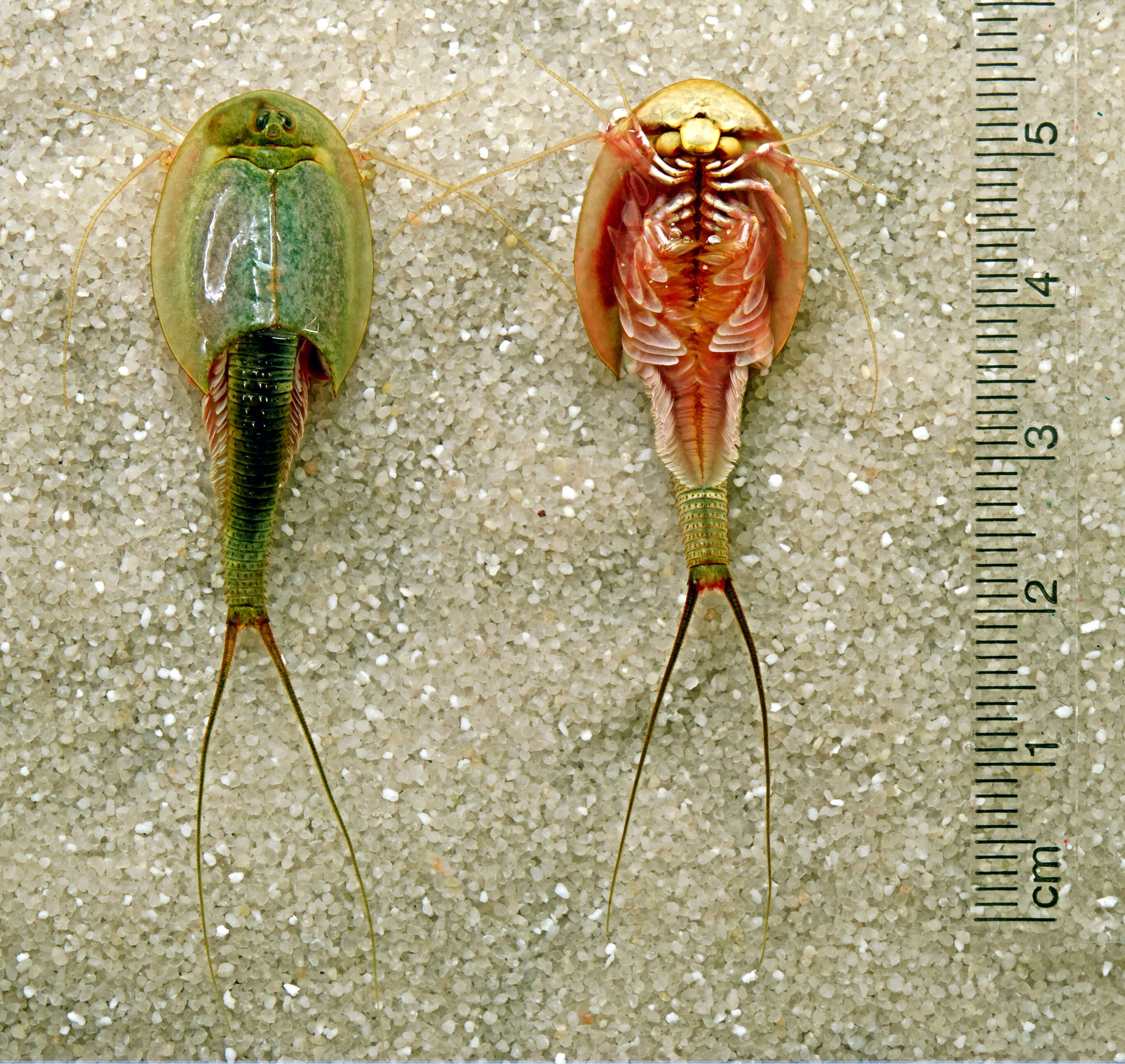 Image of Summer tadpole shrimp