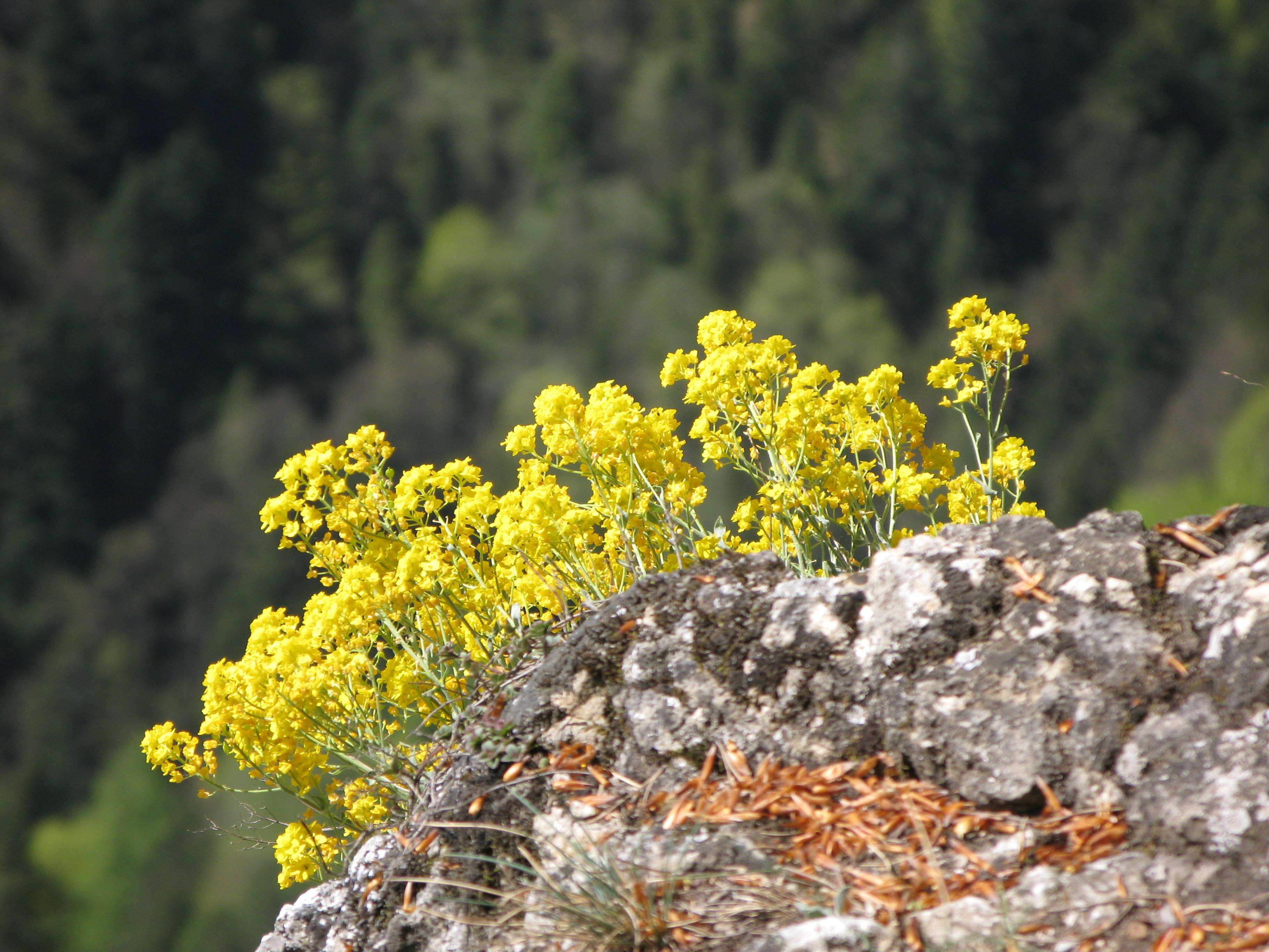 Image of Basket of Gold