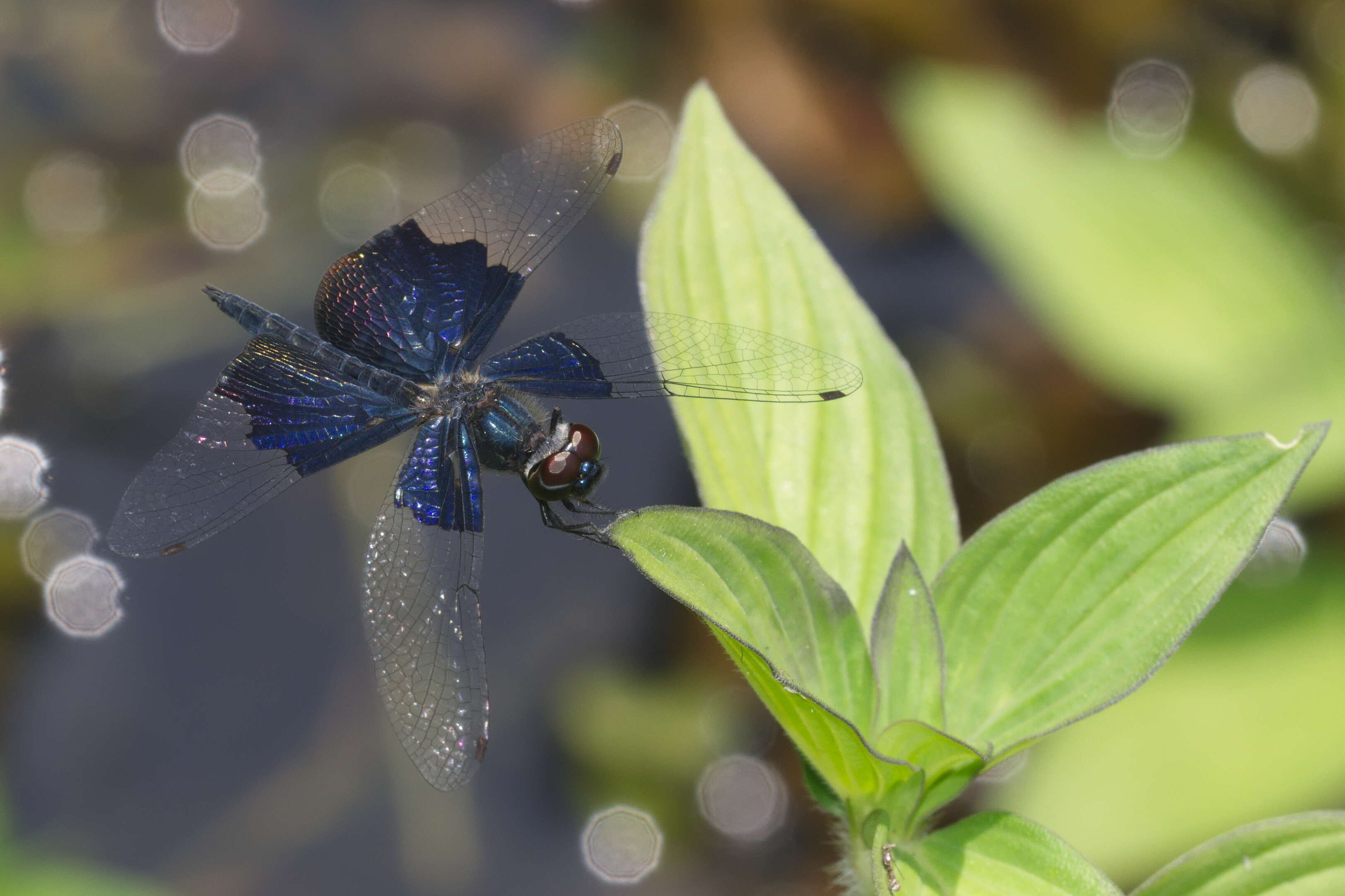 Слика од Rhyothemis triangularis Kirby 1889