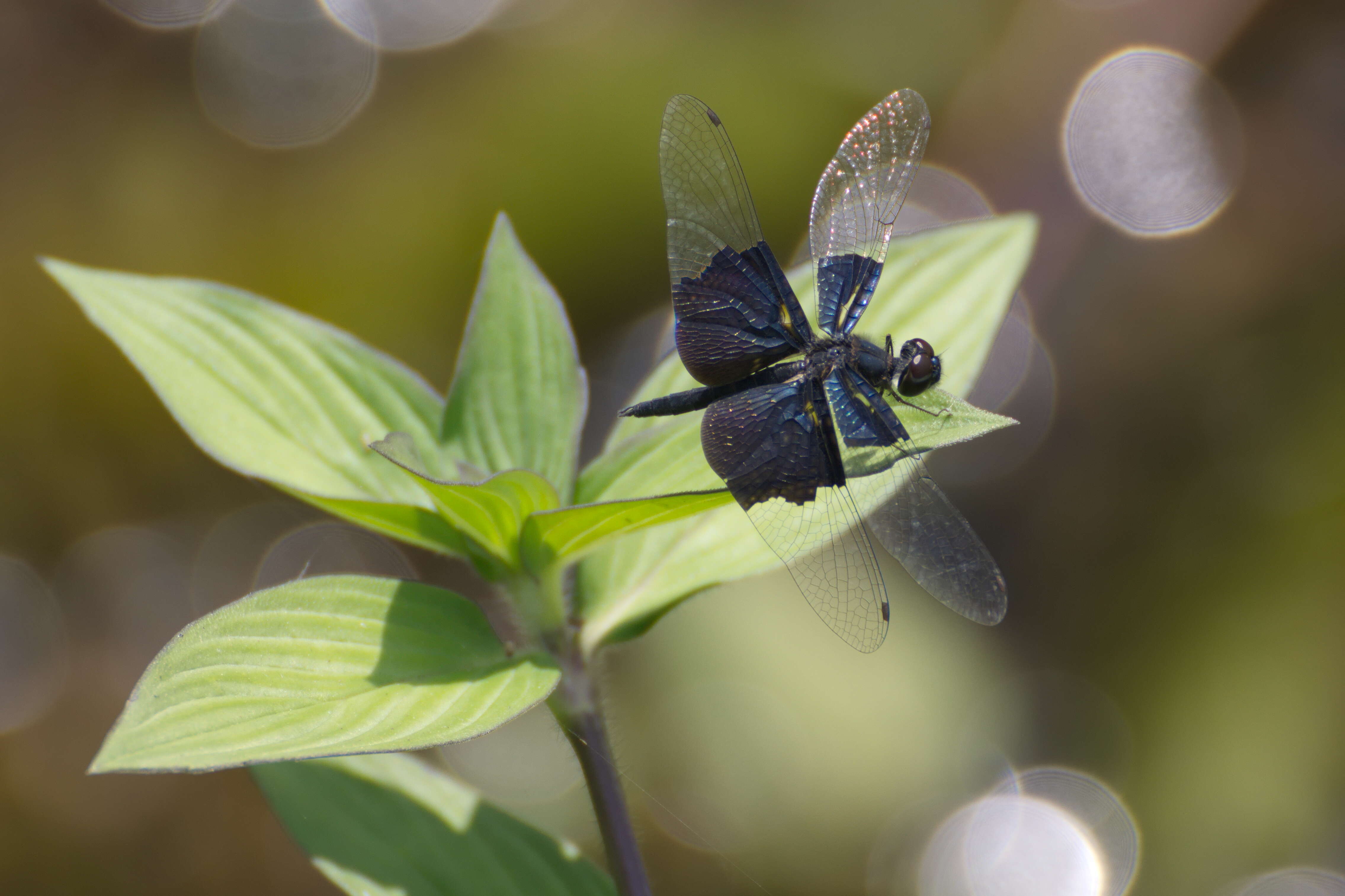 Слика од Rhyothemis triangularis Kirby 1889