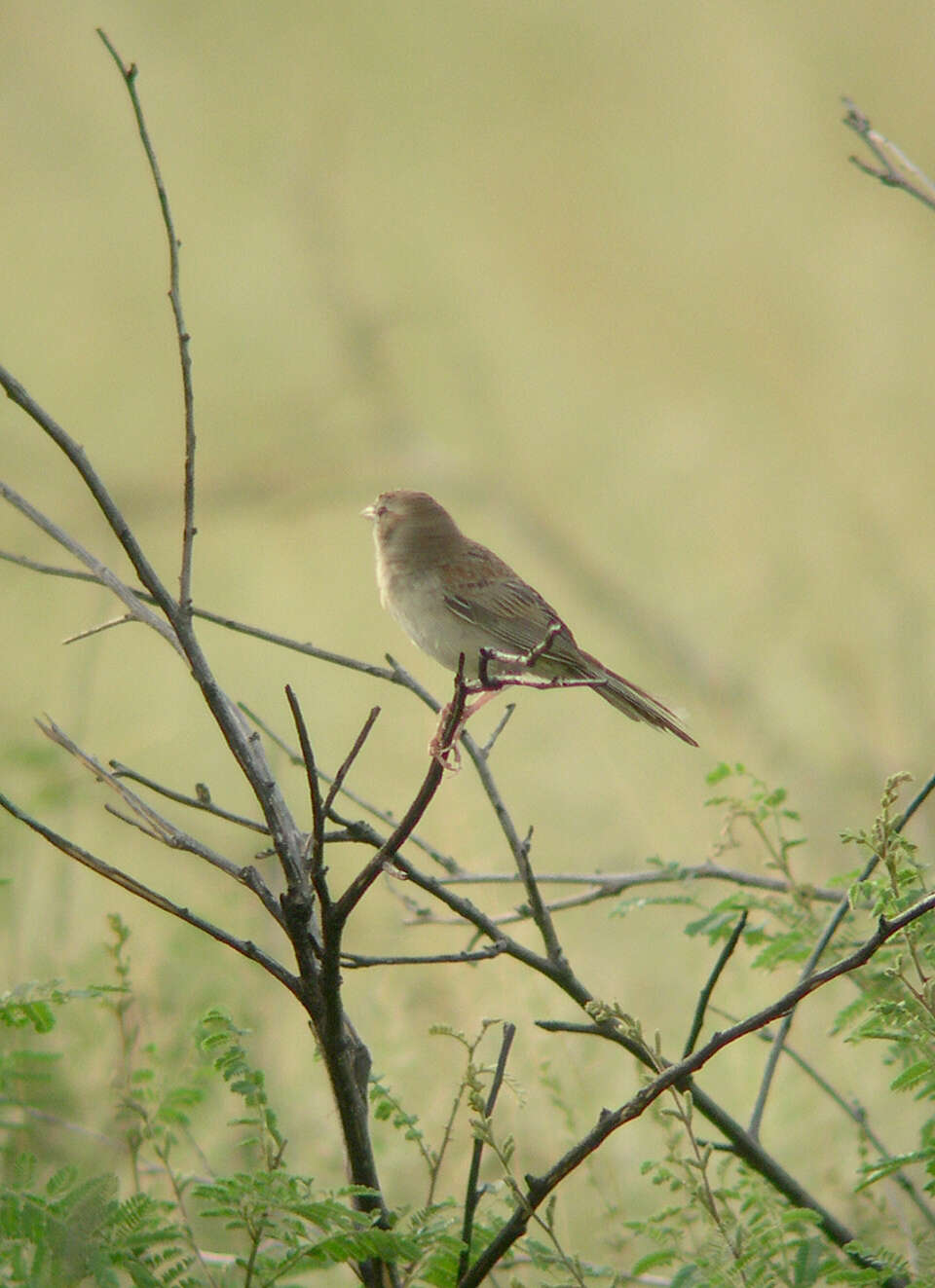 Image of Botteri's Sparrow