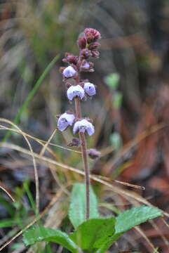 Image of Veronica piroliformis Franch.