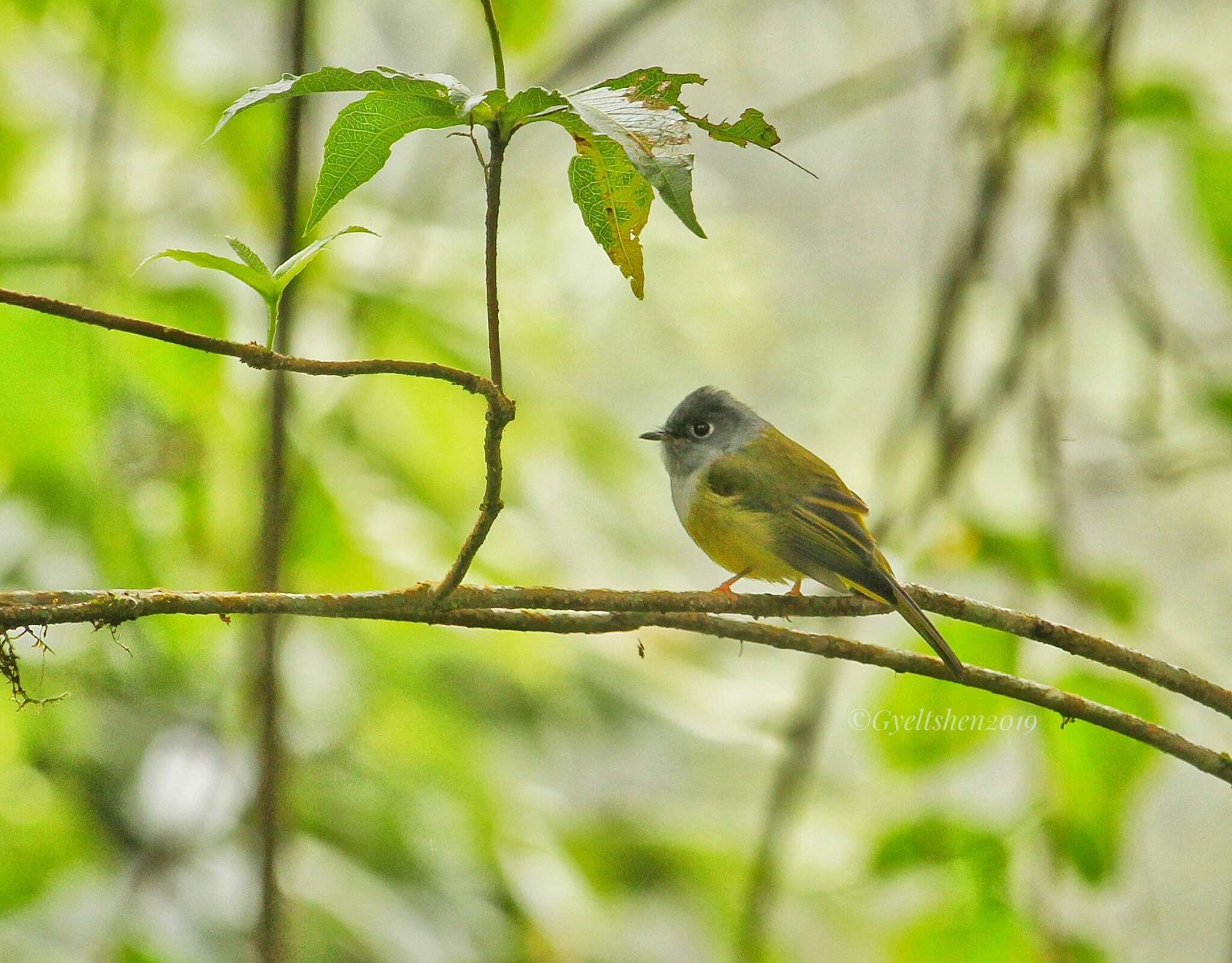 Image of Canary-flycatcher