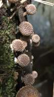 Image of Psathyrella echinata (Cleland) Grgur. 1997