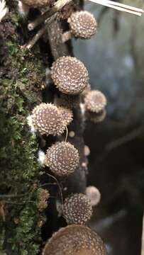 Image of Psathyrella echinata (Cleland) Grgur. 1997