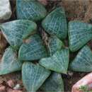 Haworthia emelyae var. comptoniana (G. G. Sm.) J. D. Venter & S. A. Hammer resmi