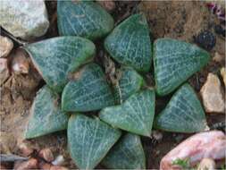 صورة Haworthia emelyae var. comptoniana (G. G. Sm.) J. D. Venter & S. A. Hammer