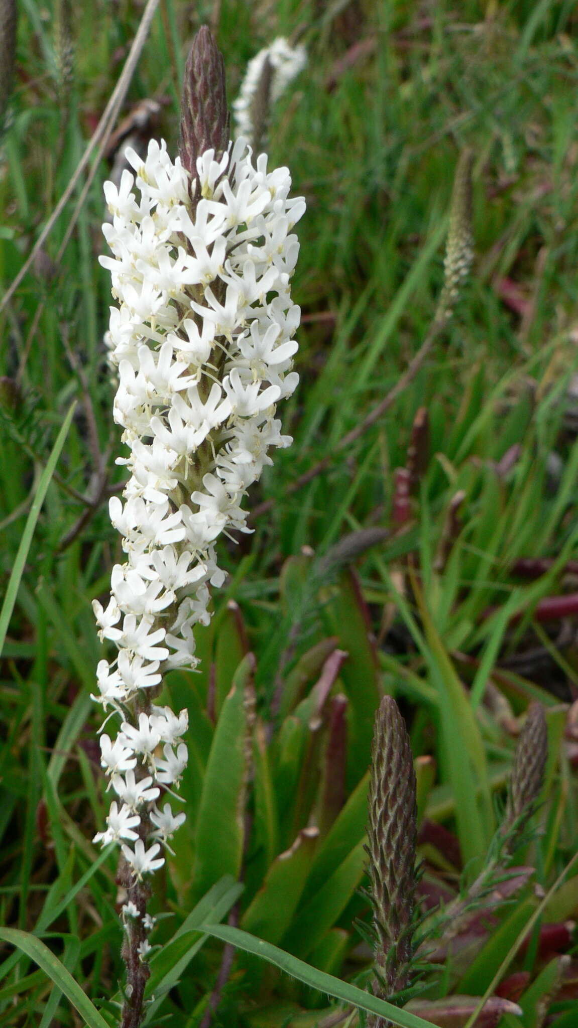 Image of Fringe Falseslugwort