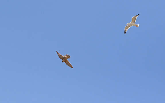 Image of Falco peregrinus pelegrinoides Temminck 1829