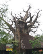 Image of African Baobab