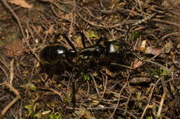 Image of Dinoponera mutica Emery 1901