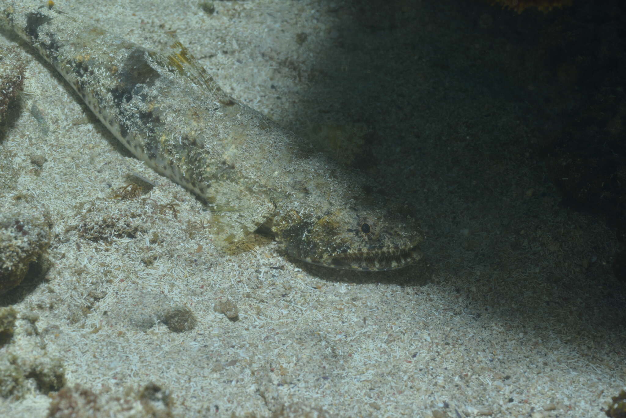 Image of Gracile lizardfish