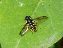 Image of Sericomyia chrysotoxoides Macquart 1842