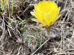 Image of Echinopsis aurea Britton & Rose