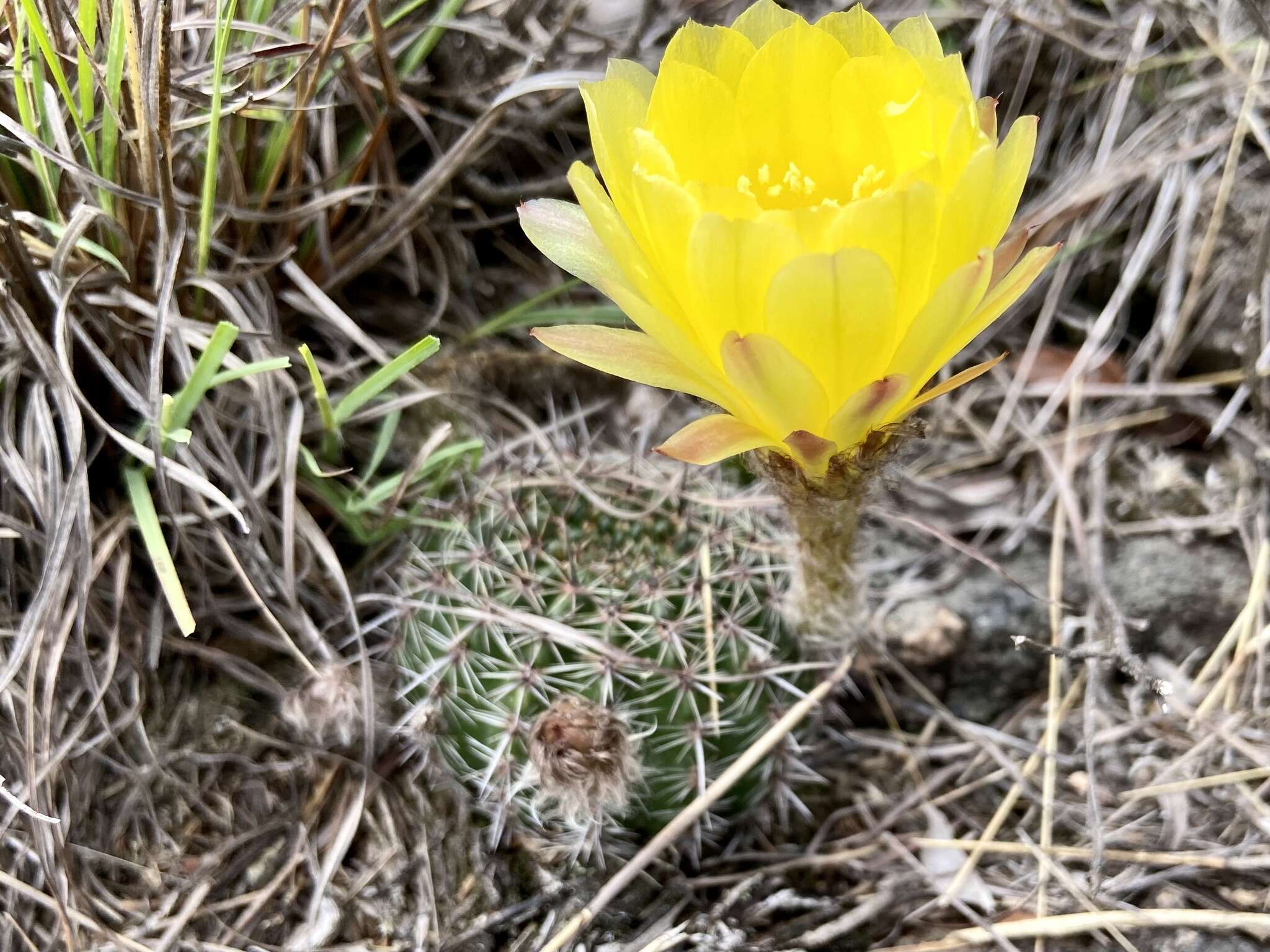 Image de Echinopsis aurea Britton & Rose