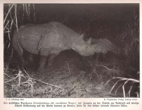 Image of Black Rhinoceros