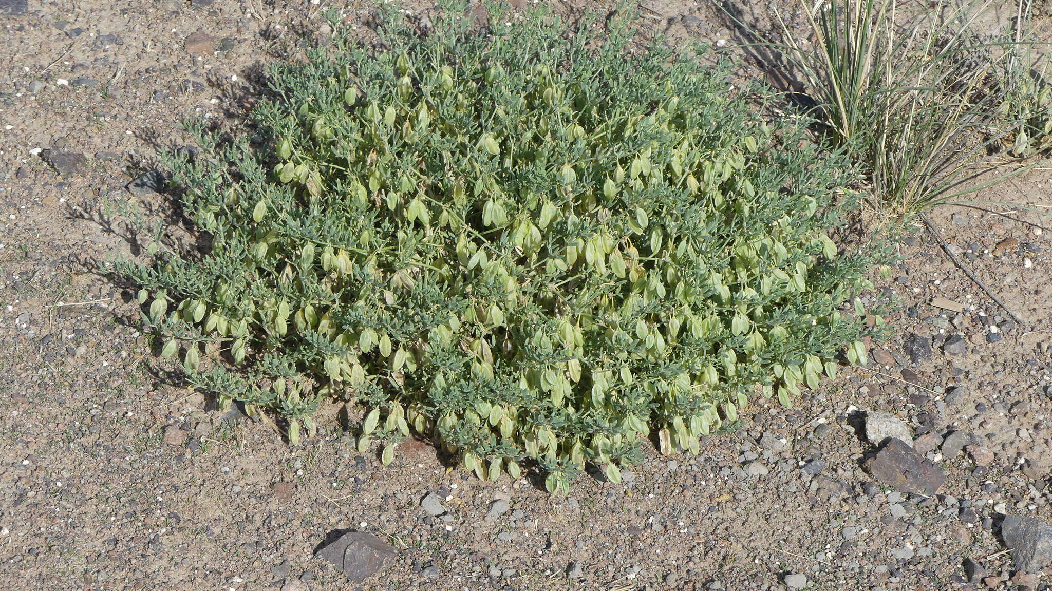 Image of Zygophyllum pterocarpum Bunge