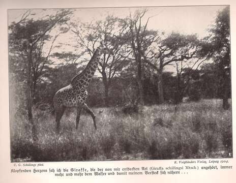 Plancia ëd Giraffa camelopardalis (Linnaeus 1758)