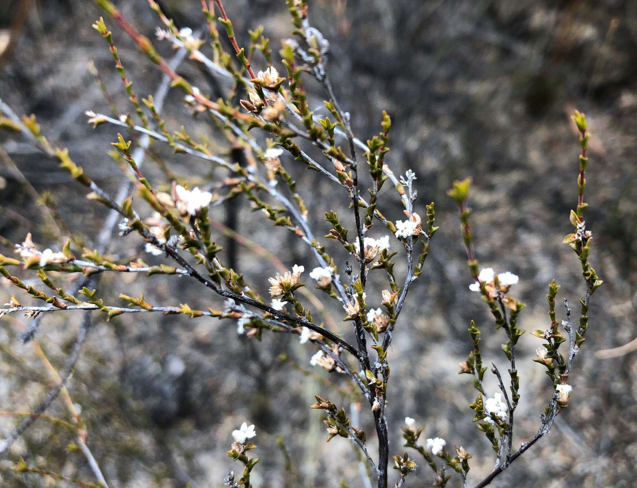 Слика од Leucopogon costatus (F. Muell.) J. Black