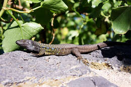 Image of Tenerife Lizard