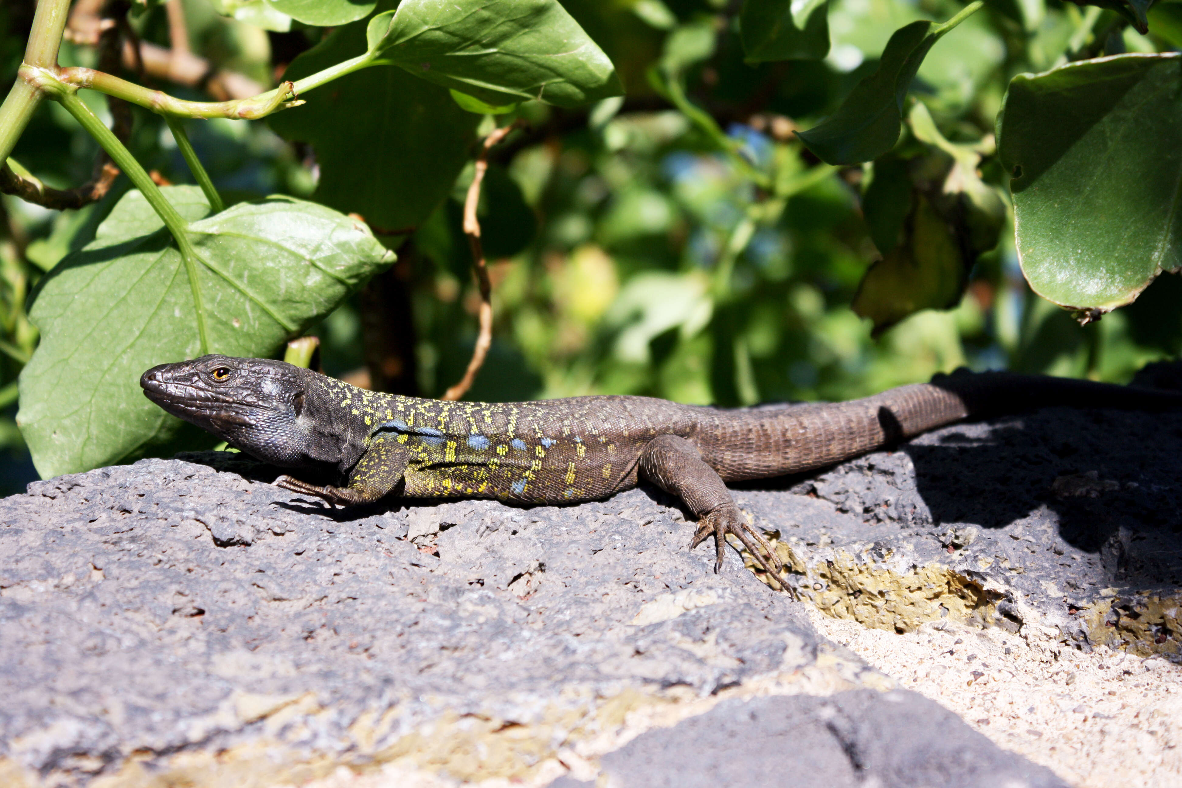 Image of Tenerife Lizard