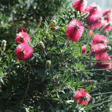 صورة Callistemon citrinus (Curtis) Skeels