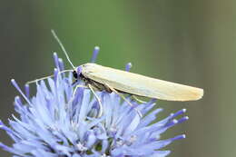 Image of Eilema lutarella Linnaeus 1758