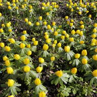 Image of eranthis